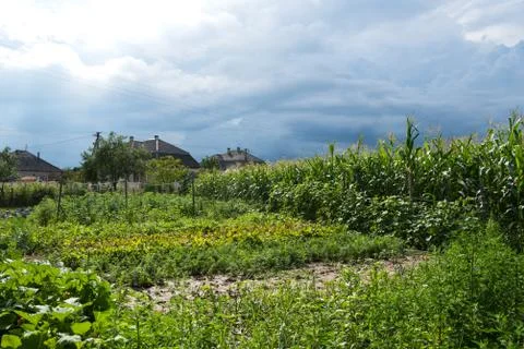 Vegetable farmer field Stockfoto's