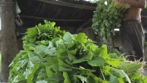 Vegetable Farmer Stock Footage 200102154
