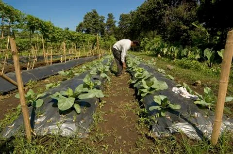 Vegetable farmer Stock-Fotos