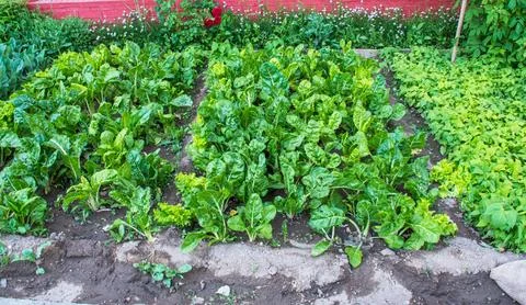 Vegetable farming in backyard Stock Photos