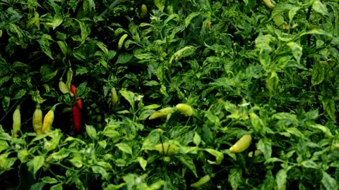 Vegetable farming: chili Stock Footage 230212465