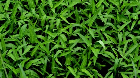 Vegetable farming: green kale Video stock 230210963