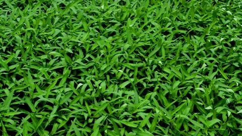 Vegetable farming: kale Video stock 230212413