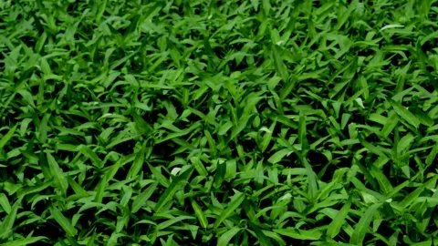 Vegetable farming: kale Stock Footage 230212433