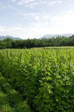 Vegetable farming in Malang Stock Photos