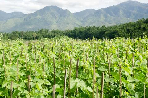 Vegetable farming in Malang Stock Photos