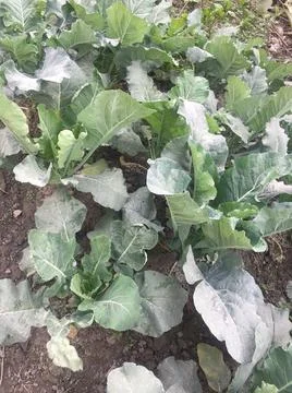 Vegetable Farming Techniques Manual Stock Photos