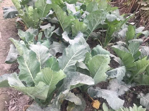 Vegetable Farming Techniques Manual Stock Photos