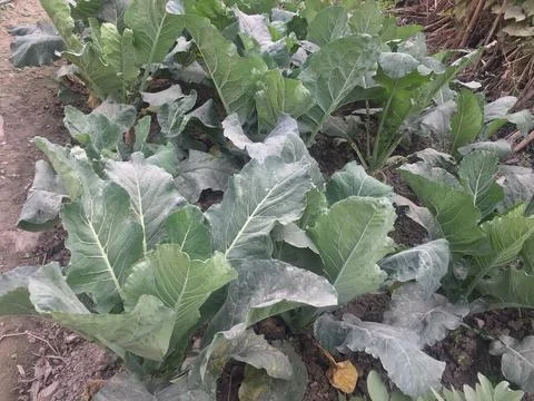 Vegetable Farming Techniques Manual Stock Photos