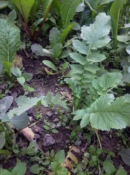 Vegetable Farming Techniques Manual Stock Photos
