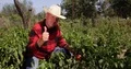 Vegetable Farmland Garden Agriculture Worker Thumbs Up Best Pepper Production 4k or 4k+ Resolution