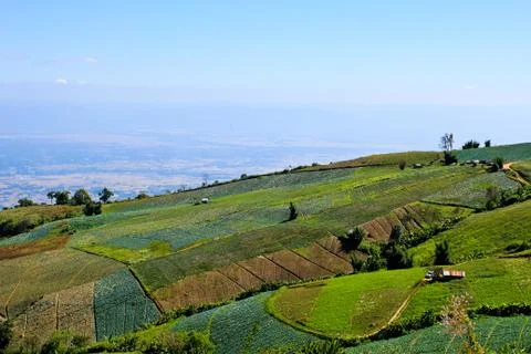 Vegetable field on the mountain. Stock Photos
