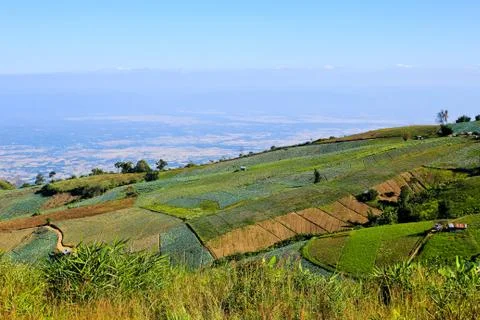 Vegetable field on the mountain. Stock Photos