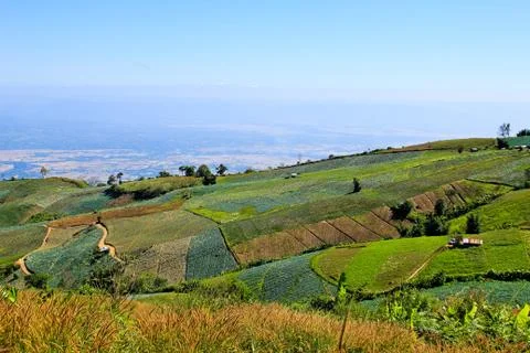 Vegetable field on the mountain. Stock Photos