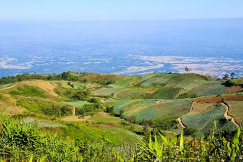 Vegetable field on the mountain. Stock Photos