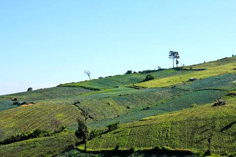 Vegetable field on the mountain. Stock Photos