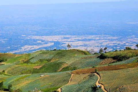 Vegetable field on the mountain. Stock Photos