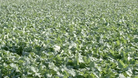 Vegetable field. Panning. 库存影片 145520811