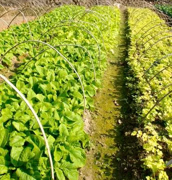 Vegetable field Stock Photos