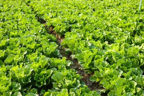 Vegetable field Stock Photos