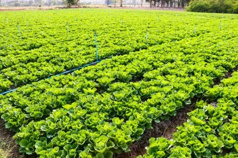 Vegetable field Stock Photos