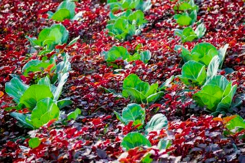 Vegetable field . Stock Photos