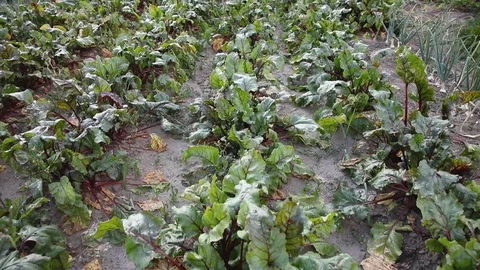 Vegetable field. red beets in a row Video stock 114606693