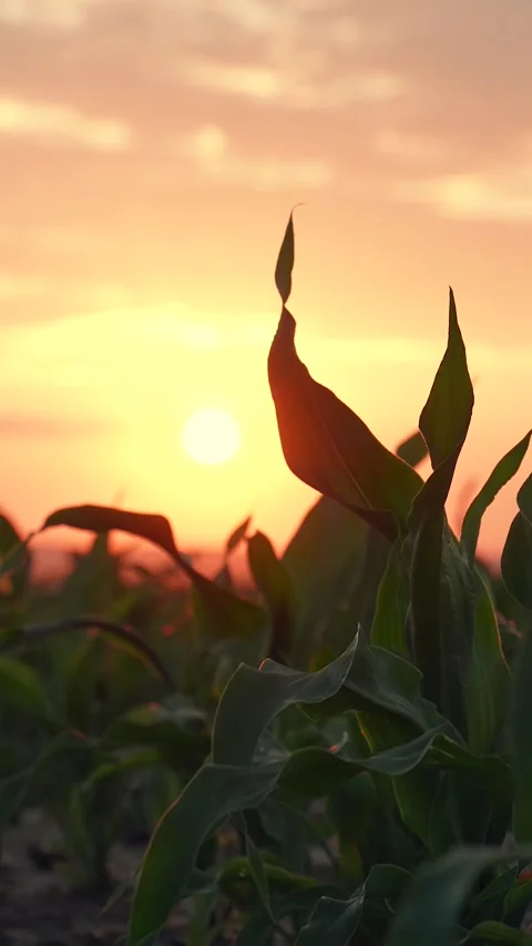 Vegetable field, sunset. Field with corn sprouts during sunset. Growing corn Stock Footage 265335493