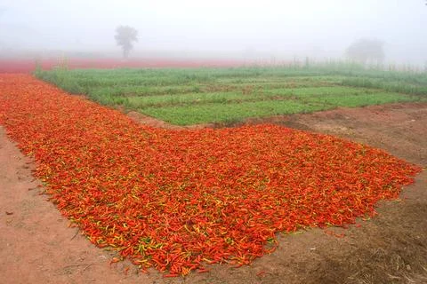Vegetable field surrounded by red chilly in village soyla, Jodhpur, Rajasth.. Foto stock