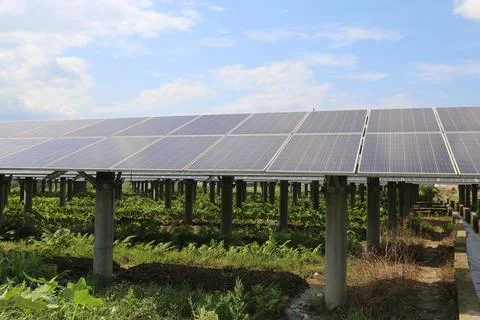 In the vegetable field, there is an array of solar panels on top and in fro.. Stock Photos