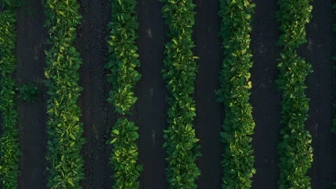 Vegetable field top view, green beds Stock Footage 220952773