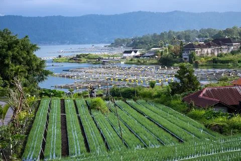 Vegetable Fields and Fish Farms at Lake Batur Фото