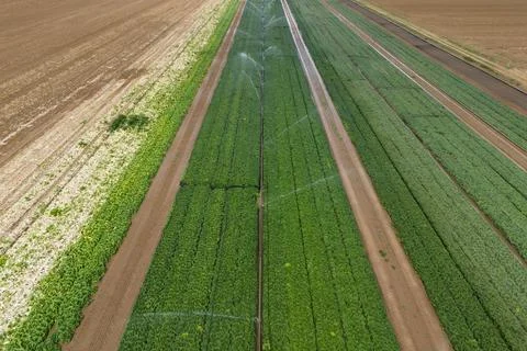 Vegetable fields in Frankfurt am Main, Germany - 17 Aug 2026 Stock Photos