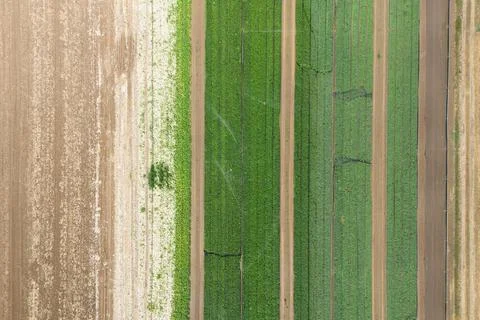 Vegetable fields in Frankfurt am Main, Germany - 17 Aug 2026 Stock Photos