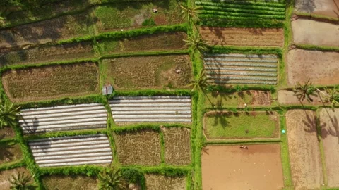Vegetable fields in irndonesia top view Stock Footage 231225493