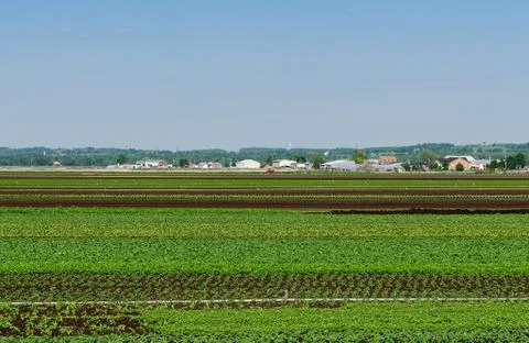 Vegetable fields in spring Stock Photos