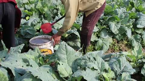 Vegetable fields, workers irrigation for crops Stock Footage 45919049