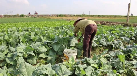 Vegetable fields, workers irrigation for crops Stock Footage 45919059