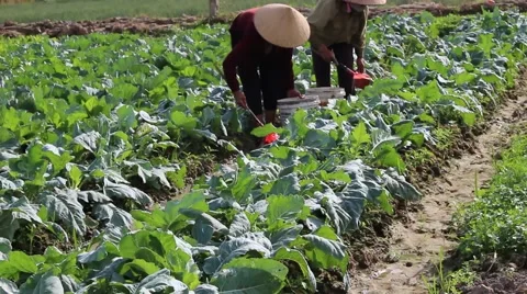 Vegetable fields, workers irrigation for crops Vídeos de archivo 45919077