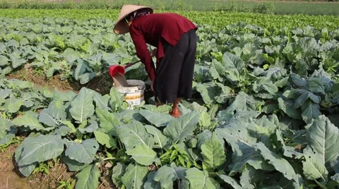 Vegetable fields, workers irrigation for crops Stock Footage 45919078