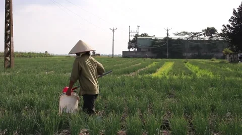Vegetable fields, workers irrigation for crops 스톡 동영상 45919090