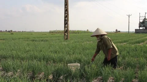 Vegetable fields, workers irrigation for crops 스톡 동영상 45919097