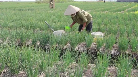 Vegetable fields, workers irrigation for crops Video stock 45919112