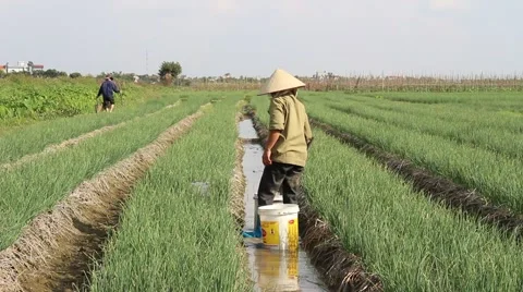 Vegetable fields, workers irrigation for crops Stock Footage 45919114