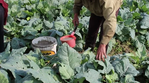 Vegetable fields, workers irrigation for crops Stock-Footage 45919132