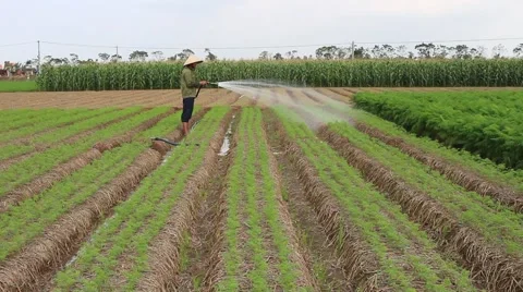 Vegetable fields, workers irrigation for crops Stock Footage 45919320