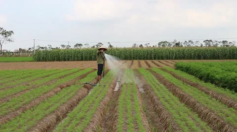 Vegetable fields, workers irrigation for crops Stock Footage 45919328