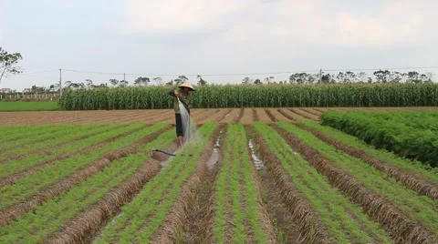 Vegetable fields, workers irrigation for crops Stock-Footage 45919334