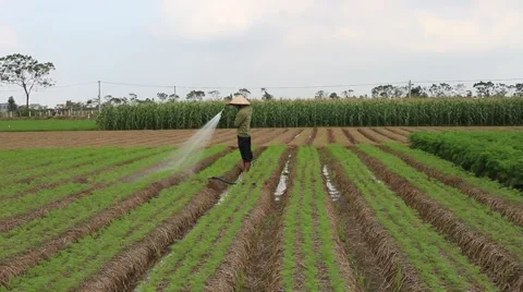 Vegetable fields, workers irrigation for crops Stock Footage 45919349