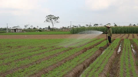 Vegetable fields, workers irrigation for crops Stock Footage 45919354